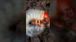 Pest Damage Diagnoses In Your Lawn #pest #pestcontrol #grub #lawncare #lawn