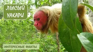 ЛЫСЫЙ УАКАРИ🐒/Приматы/Животные/Интересные факты