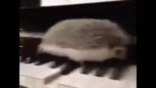 Hedgehog running on piano - greenhill