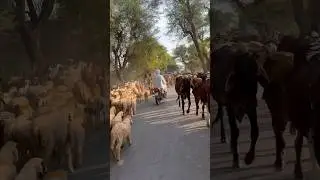 Piplaan Di Shaan Wey | Saraiki Culture | Saraiki Life | #saraiki | #vilogs | #ytshorts | #shorts