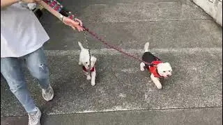 Mary&rsquo;s Doggies - Malba & Malbi walking