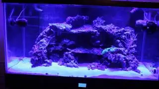 Фото Reefbreeder 48