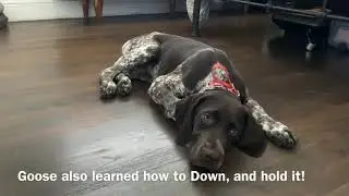 Out Of Control GSP Puppy Transformed In 6 Days