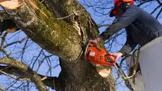 Total Tree Care | Middletown, NJ - Barrett Tree Service