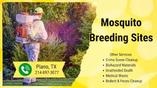 Mosquito Breeding Sites Plano, TX