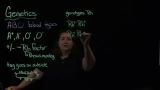 Genetics-Rh factor
