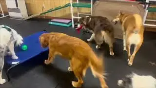 Dog School @ Mountainside Mutts | Fun in the snow and working hard inside!