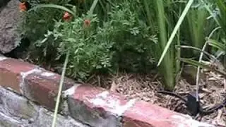 youtube friends meet fowl friends