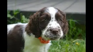 Kelly Springer Spaniel 30 Avril 2022