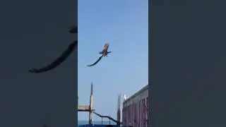 Flying peacock at Tiruchendur, Arulmigu Subramania Swamy Temple, Tiruchendur -