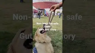 Nontoxic Pet Safe Toys for Dogs