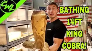 BATHING 14FT KING COBRA!!!