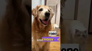 टोबो episode 4 ~ mkraj13 #short #tobo #dog