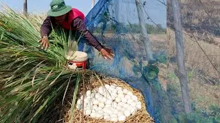 Wow OMG unique  -A farmer picks duck eggs from the palm tree's fronds, picking a lot of them.