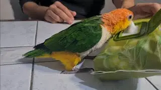 ALVİN'E TEMİZLİK YAPMAYI ÖĞRETİYORUM