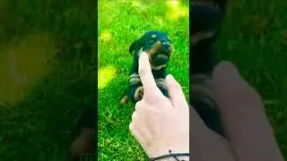 😯Perrito Bravo