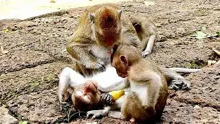 Little Monkey Kari Feeling Powerless After Grooms Skippy, Mom Maria Nurse Her.