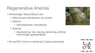 Blood transfusion in Ruminants