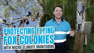 Protecting Flying Fox Colonies in Moreton Bay With Micro-climate Sensors