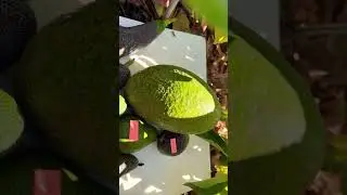 May 27, 2025 AVOCADO SIZES COMPARISON. GROWING IN PASO ROBLES Zone 9a