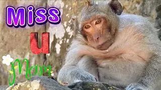Really sadness !! Pity monkey Sweet Pea feeling of deep distress caused by loss Mom Popeye, Miss Mom