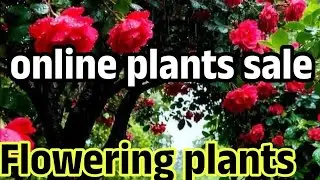 Online plants sale ! Low Price plants ! #online #sale #gardening #plants #flowers