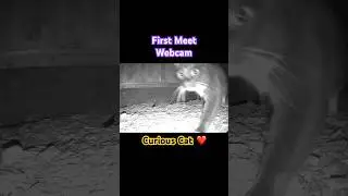 Curious Cat&mdash;1st Meet with Webcam #cat #shortsanimals #homeanimals #nightlife