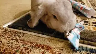 My mom wanted to give the bunnies a Christmas present - 10/25/2020 (Mom's final Christmas)