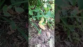 BURMESE Python handling outside tips and tricks #reptiles #burmesepython