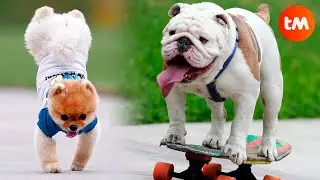 10 DOGS That Won A GUINNESS RECORD 🐶