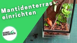 Neue Mantidenterrarien einrichten - Einrichtungstipps