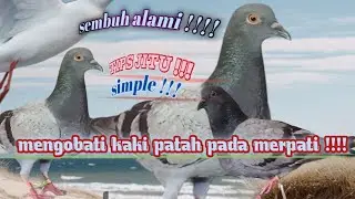 CARA MENGOBATI KAKI MERPATIPATAH/PINCANG /CIDERA KAKI DENGAN CEPAT❗❗❗AREK BREBES