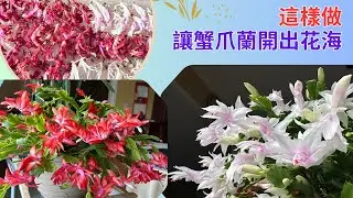 四盆蟹爪蘭開出700多朵花，怎麼做到的？不是靠施肥哦！經驗分享，純乾貨，無保留 #蟹爪兰 #蟹爪蘭 #cactus #蟹爪莲 #园艺 #经验分享 #花卉绿植 #花海