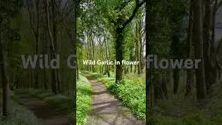 Wild Garlic in Flower 🌸 | How to Make Wild Garlic Pesto (Easy Recipe!)