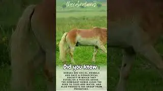 wow, kids education farm animal 🤯🤯🤯   #shorts #short #education