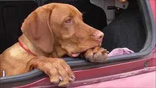 Vizsla - il cucciolo di bracco Ungherese e' cresciuto