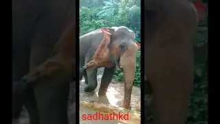 hard work elephant #sadhathkd#youtube#youtubeshorts#animals#elephant