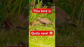 A rare visitor, the beautiful grey partridge 😍 #wildlifereel #wildlife #naturevideos #birds
