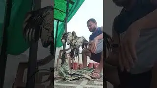 aseel training shorts, aseel ko taiyar kese kre , #aseel asil #javaaseel #shorts #shortvideo #virel