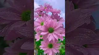 The Magic of Flowers #Flowers #NatureColors #FloralMagic #GardenBliss #PetalPower #BloomingNature