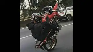 CACHORRO DE RA&Ccedil;A BOA