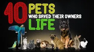 10 Pets Who Saved Their Owners Life | Life Saving Animals | Faithful Pets