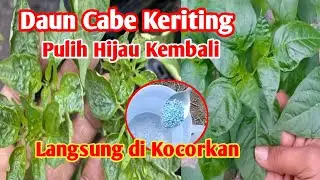 Cukup Tambahkan Bahan ini Daun Cabe Kriting pulih hijau kembali 