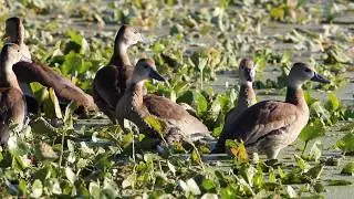 Fulvous whistling-ducks