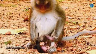 Why Mom Anna Make Crazy Like This To Newborn,  Baby Anissa Was Fighting By Anna Almost Dead,