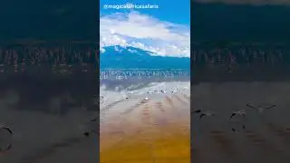 Hell's Lake on Earth! 🔥 Animals Turn to Stone Instantly!  #nature #lake