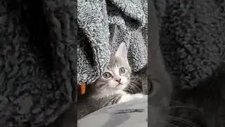 Sweet baby girl playing peek-a-boo #munchkincat #mymunchkin #kitten #meowgical #cutekitty #toocute