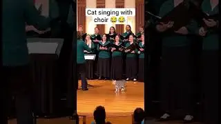Cat singing with choir 😂😂😂 #shorts #cats #funnycats