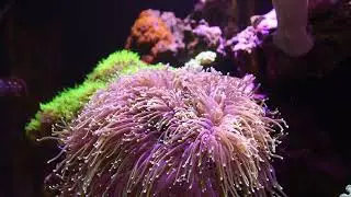 Torch Coral