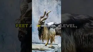 The Markhor &ndash; The Wild Goat With Spiral Horns
